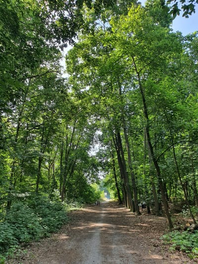 The image depicts a gravel path winding through a dense forest with tall, deciduous trees on either side. The sun filters through the leaves, creating dappled light on the path. In the distance, a few people are visible on the path, and one individual is seated on a bench. The vegetation is lush and green, indicative of a summer season. The scene appears to be a serene natural setting, possibly a park or a recreational area within the city of Falkensee, Germany. The path is covered with fallen leaves and has a slightly uneven surface. The overall impression is one of tranquility and natural beauty.