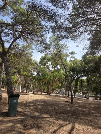 The image shows a sandy path lined with trees, with the sky visible through the branches. In the foreground, a green trash bin with a white "K" is visible. Further down the path, several people can be seen walking and standing. There are also benches and picnic tables scattered throughout the area. The trees are a mix of pine and deciduous varieties, with lush green foliage on some and bare branches on others. The ground is covered in sand and dry leaves, suggesting a dry climate. The sunlight casts shadows from the trees across the path, indicating it is likely daytime. The overall scene appears to be a public park or recreational area, possibly near a beach given the sandy terrain. The bright sky suggests a clear day. The location is identified as Guardamar del Segura, Spain, which is known for its pine forests and coastal areas.