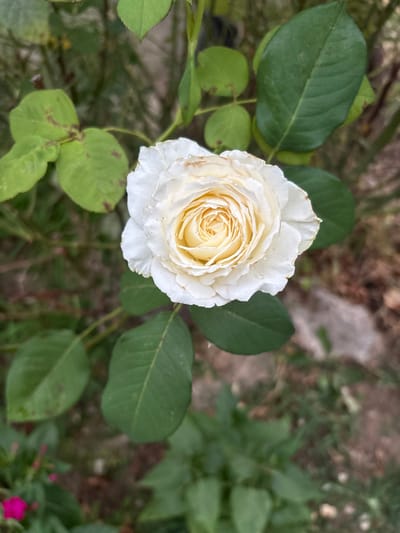 An overhead shot captures a single, creamy white rose in full bloom, its petals delicately layered around a soft yellow center. Tiny water droplets cling to some of the petals, hinting at recent moisture. The rose is surrounded by lush, green rose leaves, some of which show small brown spots, suggesting minor imperfections or disease. The background is a blur of more greenery and earth tones, creating a soft-focus environment that emphasizes the rose as the main subject. There is no indication of a specific location, such as Aleksandrovo, Bulgaria, within the image itself. The scene is natural and appears to be an outdoor setting, possibly a garden.