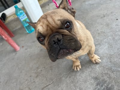 In Klimentovo, Bulgaria, a fawn French Bulldog is shown looking up at the camera. The dog has a black muzzle and expressive brown eyes. It is wearing a pink and white braided leash, visible around its neck. The dog is standing on a textured concrete surface. In the background, a partially visible blue plastic water bottle with a green label is present, along with red and white structural elements that appear to be part of a building or furniture. The overall environment suggests an outdoor setting, possibly a patio or walkway.