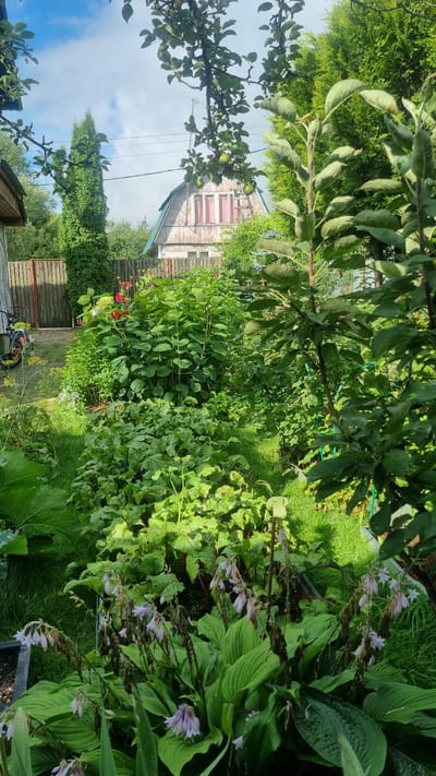 The image captures a lush, overgrown garden in Солнечная Поляна-3 Снт, Russia, on a bright, partly cloudy day. In the background, a rustic, wooden house with a distinctive pitched roof and pink-trimmed windows stands amidst dense greenery. A wooden fence, partially obscured by foliage, runs along the property line. To the left, a portion of a wooden shed is visible, along with a bicycle. The foreground is dominated by various plants, including large-leafed hostas with delicate purple flowers, beet plants with rich red stems and green leaves, and other unidentified leafy green vegetables. Tall, dark green trees and bushes frame the scene, with branches from an apple tree laden with green fruit hanging into the frame from the top. The overall impression is one of abundant nature reclaiming a rural homestead.