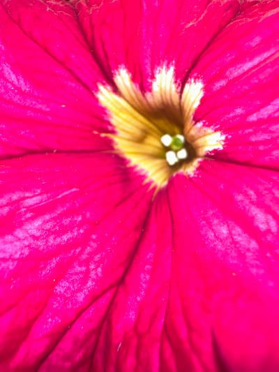 This is a close-up, macro photograph of the center of a bright pink petunia flower. The flower has a gradient of color, transitioning from a deep pink at the edges to a lighter, almost white, band with yellow streaks towards the center. The very center of the flower shows delicate green pistils. The petals are slightly ruffled and textured, with visible veins. The lighting is bright, suggesting daylight. The image is focused on the intricate details of the flower's reproductive parts and the transition of colors in its petals. There is no visible text, people, or specific scene beyond the flower itself. The provided location context of Letterkenny, Ireland, does not offer specific visual cues within the image itself.