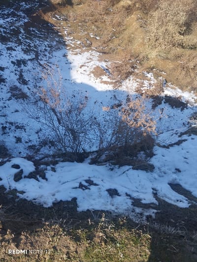 An aerial view shows a partially snow-covered landscape. Two bare trees dominate the scene, surrounded by patches of snow on the ground. The landscape transitions into areas of brown grass and shrubs, some touched by sunlight. Patches of dirt are visible through the melting snow, and the earth slopes downward into a small ravine. The bottom of the frame contains dried grass and some green vegetation.