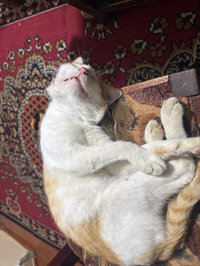 A ginger and white cat is sleeping on its back on a patterned rug. The cat's mouth is slightly open, revealing its teeth and pink tongue. Its eyes are closed, and its whiskers are fanned out. The cat's paws are crossed over its chest. The rug is red with an intricate pattern of floral and geometric designs in shades of brown, black, and cream. The cat is positioned on what appears to be a small wooden table or chair with dark brown legs, which is placed on the rug. The overall scene suggests a domestic indoor setting, likely a home in Ləcət, Azerbaijan, given the provided context. The lighting is dim, indicating it could be nighttime or an indoor setting with low light. The cat appears relaxed and comfortable. There is no visible text in the image.