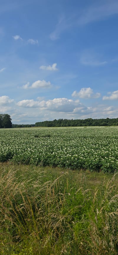 This is a vertical, eye-level, full shot of a vast potato field in bloom, situated in Haren (Ems), Germany. The field, filled with thousands of white potato blossoms, stretches towards a dense line of dark green trees in the background. Above the field and trees, a bright blue sky is dotted with fluffy white cumulus clouds. In the foreground, a strip of tall, golden-brown grass and green weeds lines the bottom edge of the image, framing the view of the blooming potato plants. The scene is bathed in daylight, suggesting a clear, sunny day. There are no people or animals visible in the frame.