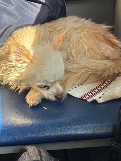 A small, light-tan and white dog with long, fluffy fur is curled up on a blue, textured surface, possibly vinyl seating. The dog appears to be resting or sleeping, with its head near its paws. A small, patterned white cloth is underneath part of the dog. The context of "Overyata, Russia" and the absence of any visible landmarks in the image suggests this scene could be inside a vehicle or structure within that location. The image does not show any people or actions; it focuses solely on the resting dog.