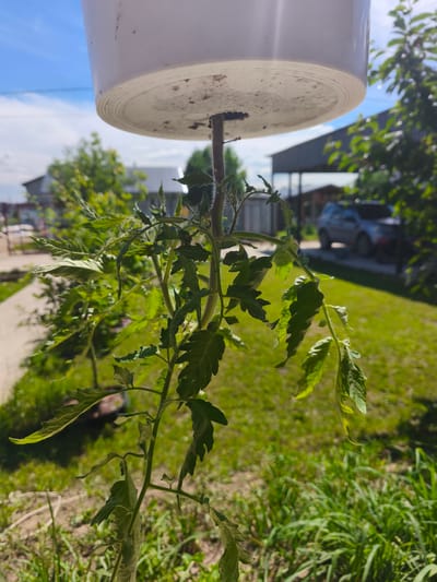 A close-up outdoor shot showcases the underside of a white plastic container, suspended from a thin metal rod. Below, a green tomato plant with serrated leaves hangs downwards. In the background, a blurred suburban scene unfolds under a bright blue sky with scattered clouds. A gray SUV is parked on a gravel path, and various buildings, including a barn-like structure and a house, are visible. Lush green grass covers the ground, dotted with some dry patches. The image appears to be taken on a sunny day in the Фронтовики Снт, Russia.