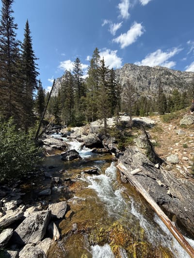 This image presents a forensically matter-of-fact view of a swift-flowing, rocky mountain stream, identified as being in the Jenny Lake area of the United States. The scene is illuminated by bright daylight under a clear blue sky with scattered white cumulus clouds.
The stream occupies the central and lower portions of the frame, flowing from the background towards the foreground. Its clear, shallow water churns around numerous dark grey and brown rocks, creating visible white rapids and turbulent sections. The stream bed appears rocky with yellowish-brown tones in sunlit areas.
Both banks of the stream are heavily forested with a mix of tall, dark green coniferous trees, including several standing dead or partially denuded trees with exposed grey trunks and branches. On the immediate left bank, dense green bushes and undergrowth are visible. The right bank ascends more steeply, featuring exposed grey rock formations, patches of dry soil, and sparse vegetation, consistent with a natural, unpaved trail or mountain path. A prominent, light-colored fallen log extends diagonally from the lower right corner, partially submerged in the stream's current.
In the background, beyond the dense tree line, a large, rugged grey mountain range with craggy rock faces and sparse pockets of trees dominates the horizon. No human subjects, animals, or artificial structures are present in the frame.