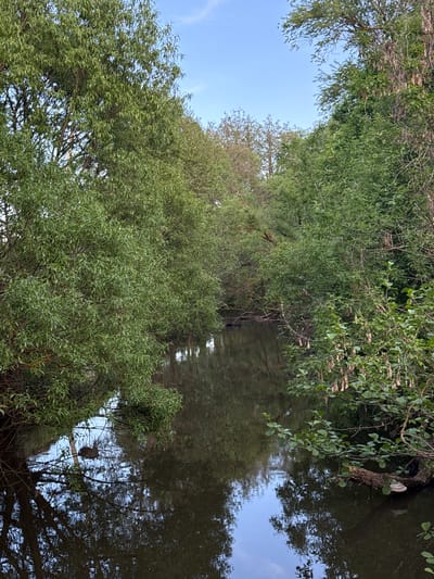 A riparian environment is depicted, likely in Ленино, Russia. The scene is dominated by dense, verdant trees lining a narrow waterway. Their foliage cascades towards the water, and their reflections are visible on the surface. A small bird is perched on a branch near the water's edge. The sky is visible through gaps in the canopy, showing a pale blue hue with faint clouds.