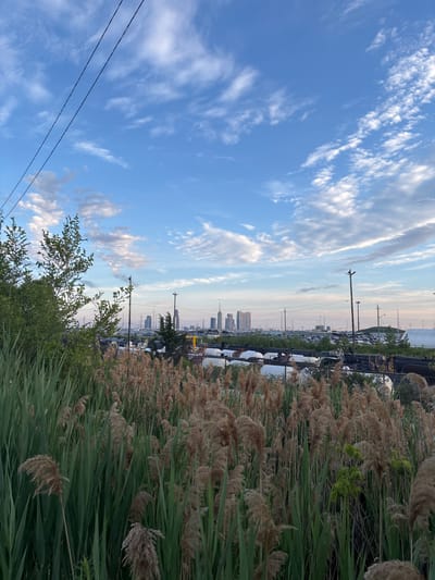 This image depicts a view of the Toronto skyline from a location in the city of Vaughan, Canada, likely near the GO Transit rail corridor and an industrial area. In the foreground, tall green reeds and dried cattails dominate the scene, suggesting a natural or marshy environment adjacent to urban infrastructure. Beyond the reeds, a train track is visible, lined with dark cylindrical train cars, some appearing to be tankers. Further in the background, a large expanse of parked cars suggests a parking lot or transportation hub. Numerous utility poles and streetlights dot the landscape. The Toronto skyline, with its characteristic skyscrapers, is visible in the distance under a bright blue sky filled with scattered white clouds. The lighting indicates it is likely late afternoon or early evening. There are no people or animals visible in the image.