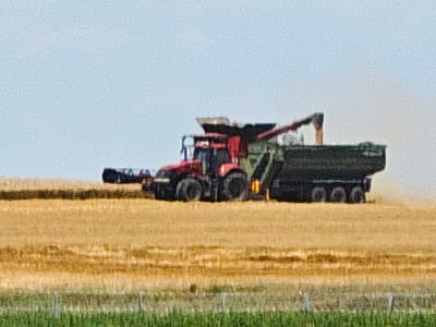 In Ciocănești, Romania, a red tractor is harvesting a field of dry, golden wheat. The tractor is pulling a green trailer, and its header is lowered, gathering the crop. The sky above is a pale blue. In the foreground, a strip of green grass with a simple wire fence is visible.