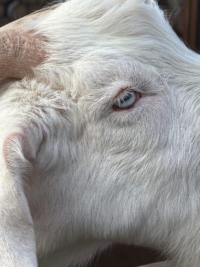 Close-up image of the head of a white goat. The eye is visible. There is no evidence of Polivanovo, Russia.