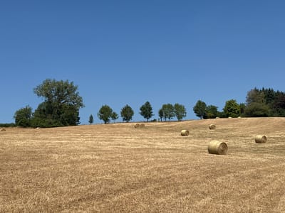 This image depicts a sun-drenched field with numerous round hay bales scattered across its surface. The field is covered in dry, golden straw, suggesting a recent harvest. In the background, a line of trees forms a natural border along a gentle slope, with a clear blue sky above. The scene is located in Tandel, Luxembourg, a rural area known for its agricultural landscape. There are no people or animals visible in the image. The lighting indicates it is daytime, likely late morning or early afternoon, given the brightness and the distinct shadows cast by the hay bales. The overall atmosphere is one of peaceful rural serenity, capturing a typical agricultural vista in the Luxembourgish countryside.