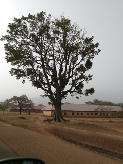 The scene depicts a large, mature tree with a broad, gnarled trunk and extensive branches covered in green foliage, centrally located in Jibam, Nigeria. Behind the tree, several single-story buildings with light-colored walls and reddish-brown or light-colored corrugated metal roofs are visible, extending horizontally across the mid-ground. The ground is characterized by dry, reddish-brown earth with sparse, dried vegetation, indicative of an arid environment. A dirt path or track runs through this dry terrain. In the foreground, a paved road or track occupies the lower left quadrant, with a portion of a vehicle's side mirror visible at the bottom left. The sky is overcast, presenting a uniform light gray hue, and hazy hills or mountains are discernible in the far background. No individuals, explicit actions, or direct interactions are visible.