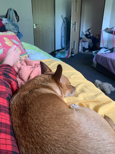 An overhead medium shot shows a person's legs and a dog lying on a bed in a room. The person is wearing red and black plaid pajama pants. Their left foot is visible, resting on a pink pillow with a floral pattern. Next to the person's legs, a small brown dog is sleeping on a yellow bedspread. The dog's head is turned away from the camera, and its body is curled up. A pink, fuzzy blanket is draped over the dog. In the background, a door with two glass panels is slightly ajar, revealing a cluttered hallway. Various objects are visible in the hallway, including an ironing board, bags, and bottles. To the right of the dog, a beige teddy bear is lying on the floor. The room appears to be a bedroom, with a purple blanket visible on another bed in the background. The overall scene suggests a relaxed, domestic setting.