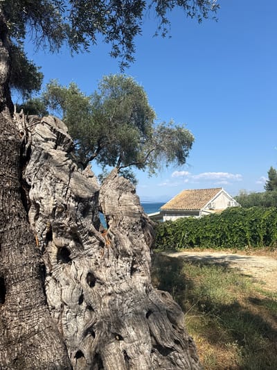 The image captures a rustic outdoor scene in Meliteieis, Greece, on a clear, sunny day. Dominating the foreground is the gnarled, ancient trunk of an olive tree, its textured bark a testament to time. Beyond the tree, a traditional white house with a terracotta tiled roof is visible, nestled amongst lush green foliage. The house appears to be situated on a hillside, with a path leading alongside it. In the distance, the serene blue of the sea meets the bright blue sky, suggesting a coastal or near-coastal location. The scene evokes a sense of peace and timelessness, with the natural beauty of the olive tree and the sea complementing the simple architecture of the house. No people are visible in the image, and there is no visible text. The time of day is clearly daytime, with bright sunlight casting shadows and highlighting the textures of the environment.