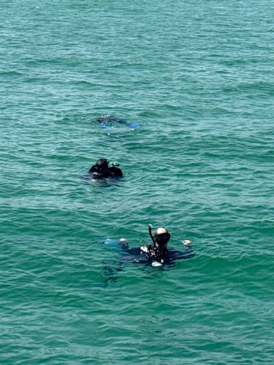 An aerial view captures three individuals in dark diving suits floating or swimming in clear, green-blue water. The water's surface shows subtle ripples, indicating calm conditions. The perspective looks directly down on the divers, whose forms are somewhat obscured by the water and its texture.

Two of the divers are closer together, positioned towards the lower center-left of the frame. One of these appears to be partially submerged or facing downwards, with only the top of their head and part of their dark wetsuit visible. Next to them, slightly to the left, are two blue fins, suggesting another diver's lower body is just below the surface.

The third diver is positioned further to the right and slightly above the other two. This individual is more clearly visible, wearing a dark diving suit, a black mask, and a snorkel. Their body is mostly submerged, but their head and shoulders are above the waterline, facing generally to the left. Blue fins are also visible on this diver.

The setting is an open body of water, likely the sea or a large lake, off the coast of Frankston, Australia, under bright, clear daytime conditions. There is no visible text in the image. The activity appears to be recreational diving or snorkeling, with the individuals either resting on the surface or preparing for a dive.