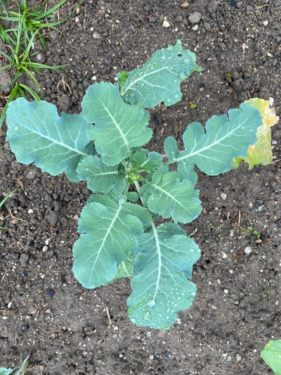An overhead shot captures a healthy, young green plant with broad leaves, likely a Brassica species, thriving in dark, moist soil. The plant dominates the center of the frame, its numerous leaves fanned out. Each leaf exhibits a distinct blue-green hue with prominent white veins. Numerous small water droplets cling to the leaf surfaces, indicating recent rain or watering. Some leaves show minor irregularities or small holes, possibly from insect activity. A single lower leaf on the plant appears slightly yellowed.
The surrounding soil is dark and earthy, with visible small pebbles, bits of organic matter, and some dry debris. In the upper right and far right edges of the image, patches of green grass or weeds are visible, suggesting the plant is part of a garden bed or agricultural plot. The lighting appears natural and even, consistent with an outdoor daytime setting. There are no people or discernible text in the image. The scene conveys a sense of growth and cultivation in an outdoor environment, specifically in Courpière, France, as per the provided context.