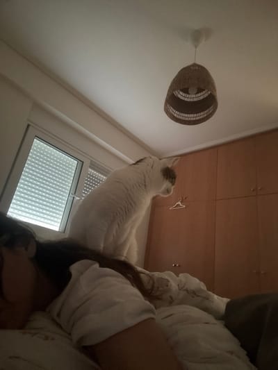 The image depicts a dimly lit bedroom scene in Anavissos Municipal Unit, Greece. A person with long dark hair is seen lying on a bed on the left, mostly obscured by bedding, wearing a white long-sleeved top. A large domestic cat, predominantly white with brown markings on its head, is seated upright on the bed directly behind the person's head, facing away from the person towards the right side of the room. In the background on the left, a white-framed window with horizontal white blinds is visible. On the right, a light brown wooden wardrobe with multiple paneled doors and brass-colored handles occupies the wall. A single white plastic clothes hanger is suspended from one of the wardrobe handles. A brown wicker-style pendant light fixture hangs from the white ceiling. The room is illuminated by ambient light, suggesting low-light conditions.