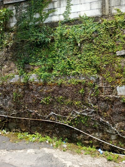 This image depicts a vegetated retaining wall located in Viengthong, Laos. The upper section of the wall is constructed from grey concrete blocks, while the lower section appears to be an older, rougher concrete or stone structure. The majority of the wall is densely covered with small-leaved, bright green climbing plants, particularly in the upper and middle regions. Interspersed with this growth are areas of darker green foliage and visible white roots or tendrils from the climbing plants. A band of matted, dark brown and green plant matter, possibly moss or dried vegetation, stretches horizontally across the lower-middle portion of the wall. Two distinct pipes or cables run horizontally along the lower part of the wall: an upper, darker, possibly metallic pipe, and a lower, lighter-colored pipe or conduit. The immediate foreground shows a grey asphalt or concrete surface, indicating a road or path, with scattered green weeds and small pieces of litter, including plastic bottles, at the base of the wall. No individuals are visible within the frame.