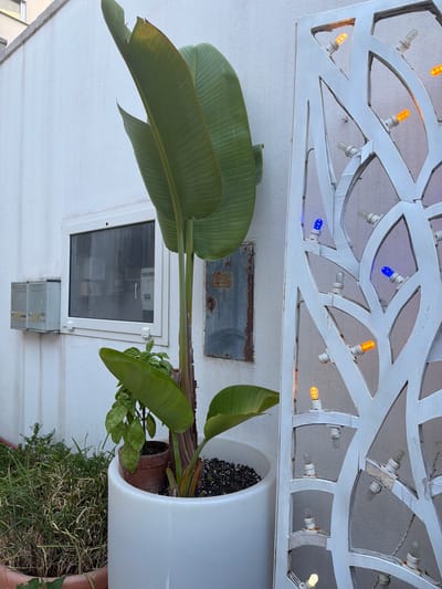 A large, white planter contains a Bird of Paradise plant with lush green leaves. To the right of the planter, a white, decorative screen is adorned with string lights, some of which are lit in blue and orange. Behind the planter and screen, a textured white wall features a small, framed window, two grey outdoor electrical boxes, and a rusted metal panel. The scene appears to be outdoors, possibly on a street or courtyard in Otranto, Italy, given the architecture and sunlight. The overall impression is one of an outdoor decorative setting.