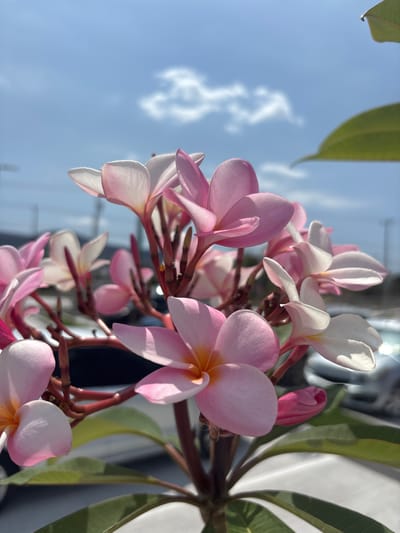 A close-up photograph taken in Tezoyuca, Mexico, features a cluster of pink and white plumeria flowers in bloom. The flowers are the primary subject, their petals exhibiting a delicate gradient from soft pink to white, with hints of yellow at the center. A few unopened buds are also visible. The leaves of the plumeria tree, with their distinct venation, are seen framing the flowers on the sides. In the background, a clear blue sky dotted with light, scattered clouds provides a backdrop to the scene. Part of a building is also visible in the background. The flowers appear to be bathed in natural sunlight.
