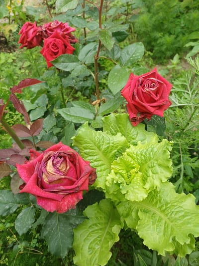 The image shows a garden scene in Kyzyl-Kyya, Kyrgyzstan. There are several wilting red roses in various stages of decay. Adjacent to the roses is a head of bright green lettuce. The background includes other greenery, possibly other plants in the garden. The overall impression is one of plants past their prime, coexisting with fresh produce.