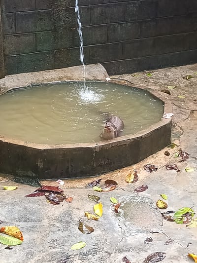 The scene depicts an otter partially submerged in a small, octagonal concrete pool. Water pours into the pool from a spout in the background. The surrounding ground is concrete and scattered with fallen leaves. The backdrop is a wall constructed of concrete blocks. The image was taken in Tambon Takdat, Thailand.