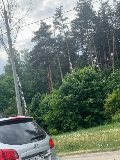 The image shows a scene in what is identified to be Monino, Russia. It includes trees along a road with a car parked adjacent to the roadside. The vegetation consists of tall pine trees and lush, green foliage. The gray vehicle has a visible license plate and taillights. The sky is overcast.