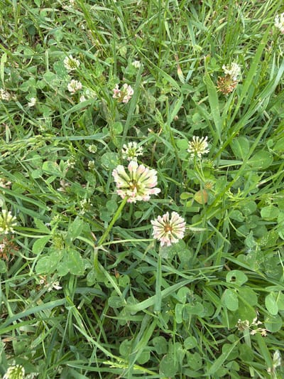 The scene depicts a dense ground-level view of mixed herbaceous vegetation in Tsigov Chark, Bulgaria. The image is dominated by various species of green grasses and numerous white clover plants (Trifolium). The grasses feature long, narrow blades in multiple shades of green. Interspersed among the grass, the clover plants display their characteristic trifoliate leaves; some leaves exhibit minor imperfections or discoloration. Multiple spherical clover inflorescences are present, composed of numerous small florets. These flowers are predominantly white, with a notable pinkish hue on some florets, particularly in more mature or older blooms. Several inflorescences show signs of senescence, appearing partially browned. The vegetation completely obscures the underlying ground. No individuals, animals, or artificial objects are visible within the frame. The lighting is consistent with natural daylight, providing uniform illumination without harsh shadows.