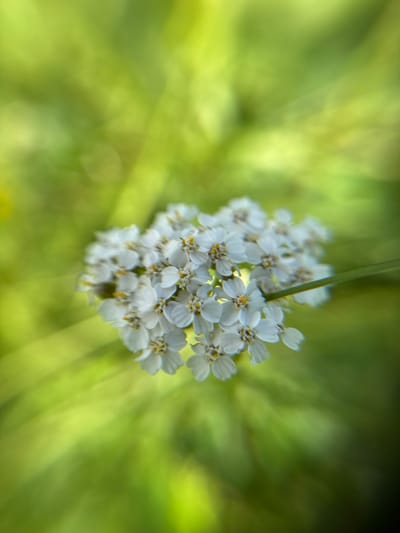This media file features a close-up, shallow-depth-of-field shot of a cluster of small white flowers, likely yarrow, set against a blurred green background. The flowers are the primary subject, with their delicate petals and yellow centers visible. A thin green stem or leaf extends vertically through the center of the bloom. The background consists of out-of-focus green foliage, suggesting an outdoor, natural setting. The lighting appears bright, indicating it's likely daytime, possibly a sunny day given the soft highlights on the petals and the luminous quality of the background. There is no discernible text in the image. The overall mood is serene and natural, focusing on the beauty of the small flowers. The location context points to Bogolyubovo, Russia, implying this scene is found in the natural landscapes of that region.