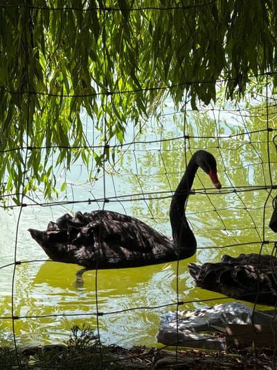 This image shows two black swans swimming in a body of water, likely a pond or lake, surrounded by foliage. The foreground features a wire fence, with long green leaves hanging from what appears to be a tree or shrub above, casting shadows on the water. The water itself is a greenish-yellow hue, reflecting the surrounding greenery. One swan is prominently featured in the center, with its long neck extended and its red beak visible. Its body is largely submerged, with its wings slightly raised. Another swan is partially visible in the lower right corner, also dark in color. The overall scene suggests a naturalistic environment, possibly a park or zoo. The mention of Mirikənd, Azerbaijan, suggests a specific geographic location for this image.