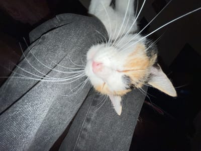 A calico cat rests its head on a pair of gray jeans. The cat's eyes are closed, and its whiskers are prominent. The background is dark and indistinct. The location in the city of Bahía Blanca, Argentina is not discernible from the image.