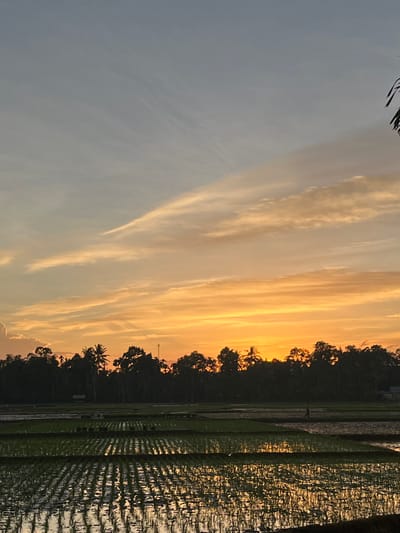 An image captured at sunset in Meugitsagoe, Indonesia, depicts a serene agricultural landscape. The sky is a gradient of soft blues and vibrant oranges, transitioning into yellows as the sun dips below the horizon. Wispy clouds are scattered across the sky, catching the warm hues of the sunset.

In the foreground, meticulously arranged rice paddies reflect the colorful sky, creating a shimmering effect. The water in the paddies is still, highlighting the rows of young rice plants. A lone figure, appearing as a silhouette, is walking across one of the paddy fields, suggesting a moment of calm amidst the work of the day.

A dense line of trees forms a dark silhouette against the vibrant sky, marking the edge of the agricultural area. Among the trees, palm trees are visible, characteristic of the tropical Indonesian environment. A telecommunication tower can be seen peeking above the tree line in the distance, a subtle indicator of human development within the natural landscape. A small building is also visible to the far right.