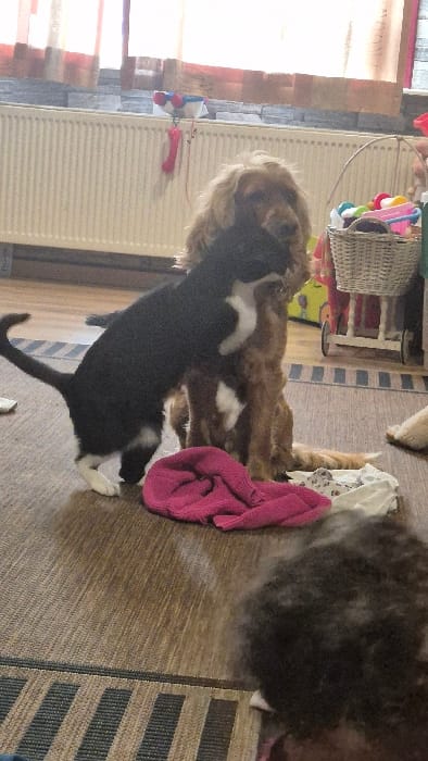 This indoor scene, located in Melle, Belgium, depicts a domestic environment with two animals and a partially visible human. A light brown, long-haired dog, resembling a Cocker Spaniel, is seated centrally on a brown laminate floor. A black and white tuxedo cat is standing on its hind legs, with its front paws resting on the dog's chest/neck area, facing the dog. A crumpled bright pink fabric item lies on the floor in front of the animals, alongside a lighter patterned fabric. In the immediate foreground, at the bottom right, the top of a head with dark, curly hair is visible, indicating the presence of a person. The background features a white panel radiator beneath a window with light curtains. Above the radiator, a grey textured wall section is present, topped by a ledge holding a small multi-colored object and a hanging red bone-shaped item. To the right, a wicker basket containing various colorful objects, consistent with toys, and a white wooden toy cart are visible.