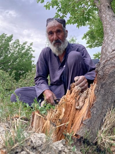 An elderly man with a long, white beard and a weathered face is depicted crouching outdoors, looking directly at the camera. He is dressed in a dark blue or purple traditional tunic (likely part of a shalwar kameez) and wears a dark, patterned cap on his head.

He is positioned next to a severely damaged tree trunk, which has been splintered and split open, revealing light brown, raw wood. In his left hand, the man holds a small, dark-handled knife or cutting tool, while his right hand grips a piece of the broken wood, seemingly in the act of pulling it from the main trunk or examining it.

The immediate foreground and background consist of green grass, leafy foliage, and other trees, indicating a natural or rural setting. The sky above is cloudy and overcast, suggesting it is daytime. The man's direct gaze and the context of the damaged tree imply a moment of work, assessment, or clearing of debris, possibly after an event that caused the damage to the tree. No visible text is present in the image. This scene takes place in Qila Saifullah, Pakistan.