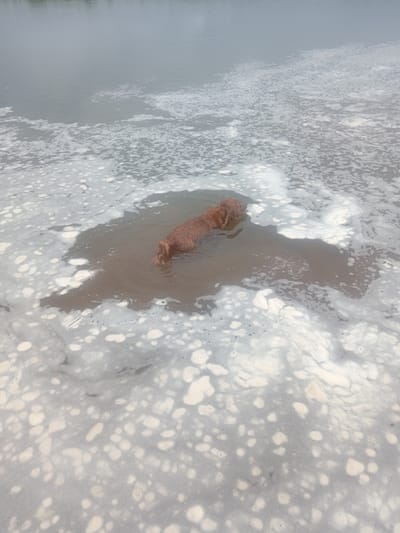 A golden retriever dog stands in murky water, partially submerged amidst a significant amount of foam on the water's surface. The dog's fur is wet and appears to be the same color as its tail, which is visible. The surrounding water is brown and cloudy, with a large patch of white foam surrounding the dog. The background shows more of the same water with foam extending towards the horizon. The location is identified as Vasil'evka, Russia.