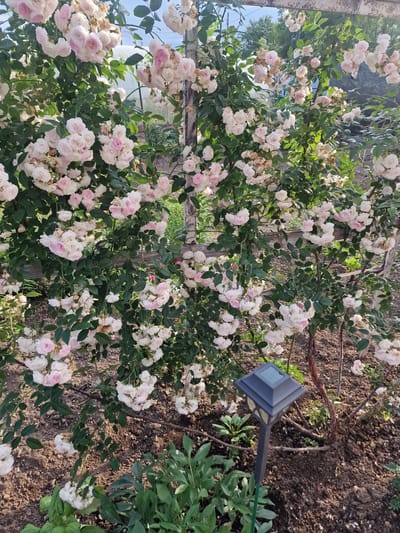 This is a vertical, medium-shot photograph of a rose bush covered in small, pale pink and white blossoms. The roses are clustered together on long, thin stems with green leaves. Some of the flowers appear to be in full bloom, while others are still buds or have started to wilt. The bush is growing on a rough, wooden trellis, suggesting it is being trained to climb.
In the foreground, to the right of the bush, a small, black solar-powered garden light is visible. It has a square-shaped top with a small, dark screen or panel. The light is partially obscured by the rose bush and some lush green foliage from other plants.
The background consists of dark brown soil, which appears somewhat dry and possibly recently tilled. There are several thin, dried branches or twigs scattered on the soil surface. In the upper left corner, a blurry reflection suggests the presence of glass or a reflective surface, possibly a window or a mirror, showing hints of trees and sky.
The lighting suggests it is daytime, with sunlight illuminating the roses and casting some shadows. The overall impression is of a vibrant garden in bloom, with a focus on the delicate beauty of the roses. The location context of Pogranichny, Russia, provides geographical information. There is no visible text in the image.