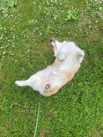 A corgi dog lies on its back on a patch of green grass interspersed with small white clover flowers. The dog's belly is exposed, showing a pink underside and paws with dark pads. Its head is tilted back with its mouth slightly open. A green and yellow rope lies diagonally across the grass in the lower right portion of the image. The scene appears to be a yard or park. There is no information in the image to determine the location in the city of Molokovo, Russia.
