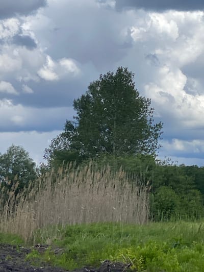 The image shows a reflection of a cloudy sky, trees, and reeds in water. It is likely a lake or river. The location is unknown but assumed to be somewhere in the city of Matyashivka, Ukraine. There are no people present.
