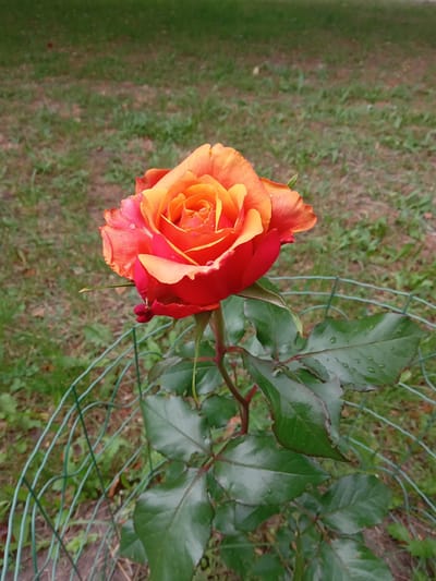 A single, vibrant rose with petals transitioning from deep red at the edges to bright orange and yellow at the center is the focal point of this outdoor photograph. The rose is positioned in the center of the frame, with its bloom facing slightly to the left. Water droplets are visible on the petals and the glossy green leaves below. The rose is supported by a slender, reddish stem and surrounded by dark green leaves, some of which are also dotted with water. A green, wire mesh fence, forming a partial cage around the rose bush, is visible in the foreground and extends towards the bottom of the image. The background consists of a grassy area with patches of brown earth, suggesting a garden or park setting. The image was taken in the city of Biloziria, Ukraine.