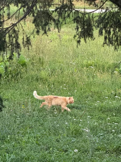 An orange tabby cat is walking through a field of tall green grass and white wildflowers. The cat is in the lower center of the frame, moving from left to right. Its tail is held high and its body is low to the ground, suggesting it is either hunting or exploring. The field is dense with vegetation, making it difficult to see the ground beneath. In the foreground, dark green branches of a tree hang down, partially obscuring the view. The background is a blur of green and brown, indicating more vegetation or possibly a path. The lighting suggests it is daytime, but the presence of shadows from the tree suggests it may be overcast or the sun is low in the sky. The overall scene is natural and undisturbed, with no signs of human presence or urban development. It is impossible to determine the exact location within Lysaya Gora, Russia, from the visual information provided.