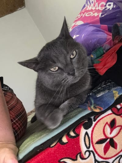 A close-up, overhead shot shows a grey cat lying on a bed with a colorful blanket. The cat has bright yellow eyes and is looking directly at the camera. Its left paw is raised, and its whiskers are spread wide. The cat appears alert and curious.
The background includes a purple plastic bag with pink and white lettering, partially obscured by the cat. There are also glimpses of other fabrics and blankets in various colors and patterns, including a red and white blanket with a floral design. The overall impression is a domestic setting, likely a bedroom or living area. There is no indication of time of day or weather. The text on the purple bag is not legible enough to read.