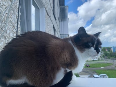 A snowshoe Siamese cat with brown and white fur is sitting on a windowsill, looking out at a city view. The cat's fur is dense and short, with dark brown markings on its face, ears, and tail, and white fur on its chest and paws. The cat's eyes are light blue. In the background, a multi-story building with a light-colored facade and a balcony is visible. The sky is cloudy with patches of blue. The scene appears to be in Volchansk, Russia, based on the architectural style of the building and the presence of urban elements such as roads and cars. There are no people or animals other than the cat visible in the image. The cat is not interacting with anything or anyone. The environment is a typical urban residential area.