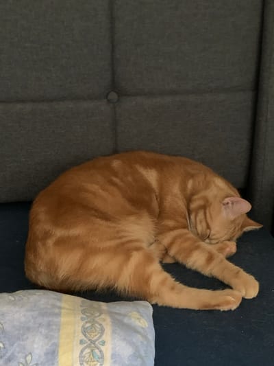 An orange tabby cat is curled up and sleeping on a dark blue surface. The cat's fur is short and has darker orange stripes. Its eyes are closed, and its paws are tucked in. In the foreground, there is a pillow with a blue and yellow patterned cover. The background consists of a gray upholstered surface with tufting. The scene is indoors, on what appears to be a couch or a chair. There is no information available to determine the location in the city of Worms, Germany.