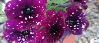 This is a close-up, horizontal, eye-level shot of several dark purple petunia flowers with white speckles. The flowers are the primary subject, with their petals in sharp focus. They appear to be in a garden setting, with out-of-focus green foliage and a blurry background of grey gravel and a terracotta pot visible on the right. The speckles on the petals resemble stars, giving the flowers a "night sky" appearance. There is no visible text or human presence. The lighting suggests it could be daytime, likely outdoors. The overall mood is serene and focused on the intricate beauty of the flowers. The location is identified as Safarovo, Russia.