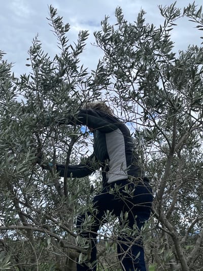 An individual is depicted actively engaged in an olive tree under a cloudy sky in Cucuron, France. The person, viewed from a low angle, is partially obscured by the dense silvery-green foliage and branches of the olive tree. They are wearing a dark quilted jacket with a light-colored vertical stripe on the side, dark trousers, and light-colored gloves, with some blond hair visible. The individual's left hand is extended, holding a pair of light blue pruning shears or clippers, reaching into the branches, suggesting an action of pruning or harvesting. The environment consists predominantly of the olive tree, with glimpses of a pale blue and white cloudy sky overhead.