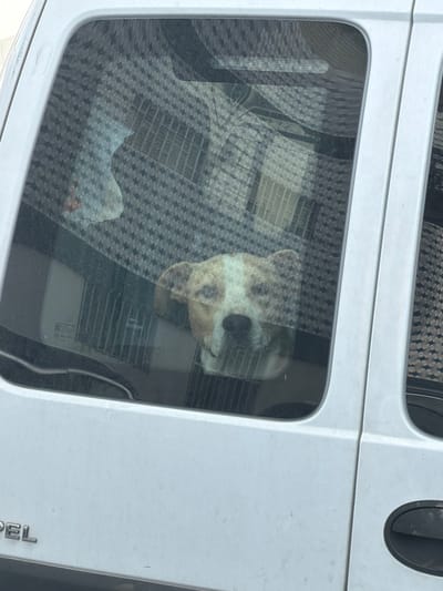 A tan and white dog is visible through the rear window of a white van. The dog's head is turned towards the camera, with its ears down. The window has a patterned tint, and the interior of the van is dimly lit. The exterior of the van appears slightly dirty. The word "OPEL" is visible in silver lettering on the lower left side of the van. This image was taken in Gondomar, Portugal.
