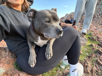 The scene depicts a blue-grey dog resting on the lap of a person seated on a rocky outcrop in Théoule-sur-Mer, France, under a clear blue sky.

**People:**
*   A person, partially visible from the chest down, wears a black long-sleeved sweatshirt, black leggings, light green and white sneakers, and white Nike-branded socks. This individual holds a black and red vape device in their right hand.
*   Another person is partially visible from the knees down, standing to the right. This individual wears grey sweatpants and white sneakers.

**Subjects:**
*   A blue-grey American Pit Bull Terrier or similar breed dog with a white chest marking and a pink collar is positioned on the lap of the seated person, facing right with its eyes partially closed. Its front paws rest on the person's leggings.

**Objects:**
*   A black and red vape device.
*   White Nike-branded socks and light green/white sneakers.
*   White sneakers.
*   A black bag or backpack is visible on the rocks in the background.

**Actions/Interactions:**
*   The dog is resting on the lap of the seated person.
*   The seated person is holding the vape device.
*   The individuals appear to be paused or resting in the rocky terrain.

**Environment:**
*   The setting is an outdoor, rocky landscape characterized by reddish-brown rock formations and sparse patches of green vegetation. The sky above is clear and blue. The location is specified as Théoule-sur-Mer, France.