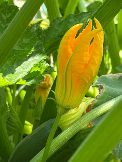 A close-up, eye-level shot captures the vibrant orange-yellow blossom of a zucchini plant surrounded by its lush green foliage. The flower, with its delicate petals unfurling, is the primary subject, positioned slightly to the right of the frame's center. Its texture is accentuated by the sunlight, highlighting the ribbed structure of its petals and stem. Behind the blossom, other parts of the plant are visible, including thick, ribbed green stems and broad, serrated leaves, some showing slight damage. The background is a soft blur of greens and yellows, suggesting a natural, outdoor setting. There are no people or animals in the image. The image was taken in Tashtagol, Russia.